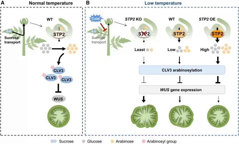 STP2-Mediated Sugar Transport Regulates CLV3 Arabinosylation and Maintains Tomato Fruit Locule Development under Low-Temperature Stress. 